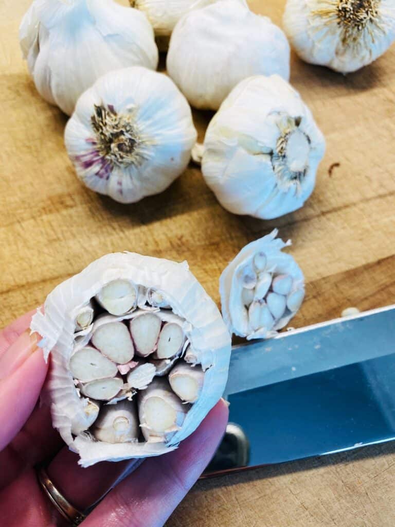 cutting the top off of a garlic head