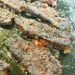 Blackstone BBQ Pork Belly